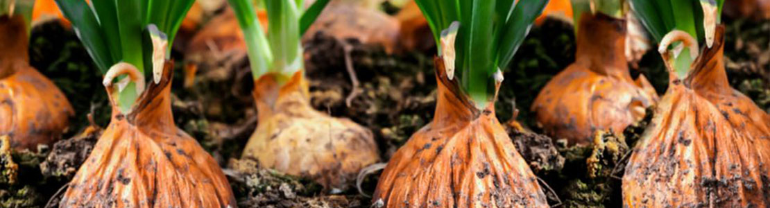 Crop update on Indian onion