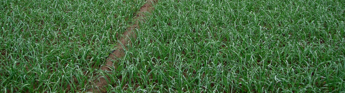 CN Garlic crop update