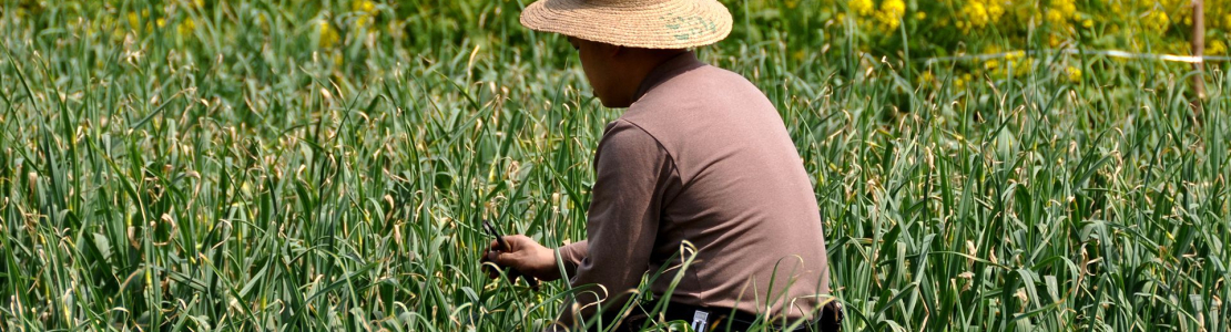 Chinese New Crop Garlic Update