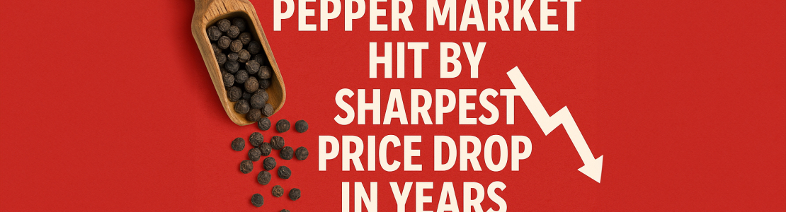 Vietnam Pepper Market Hit by Sharpest Price Drop in Years