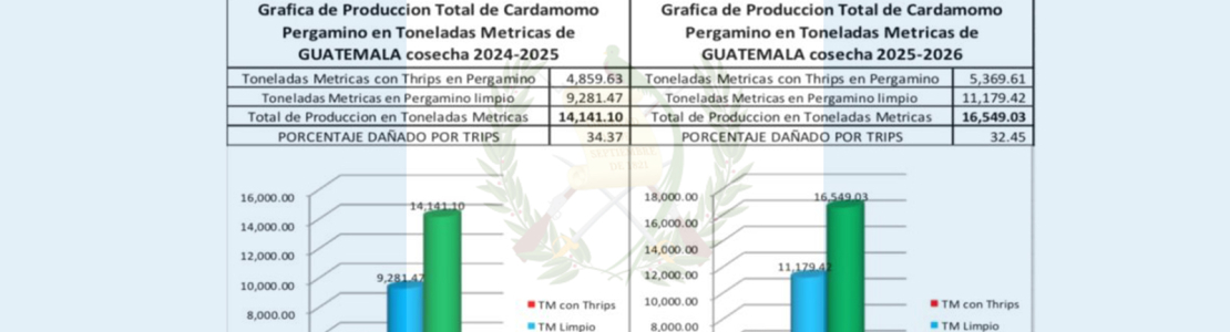 Guatemala Cardamom Harvest 2025–202